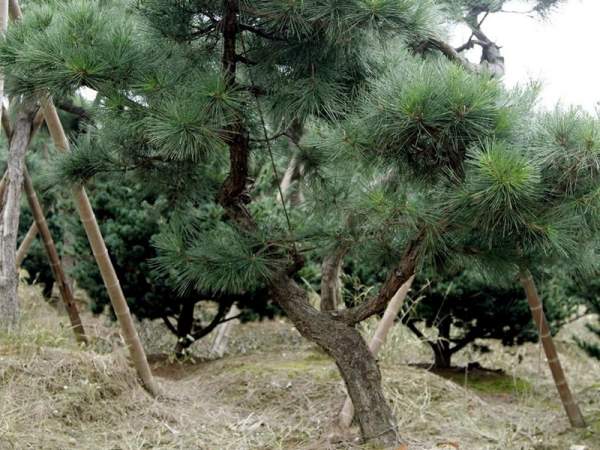 造型黑松樹哪里便宜？哪家的質(zhì)量好？