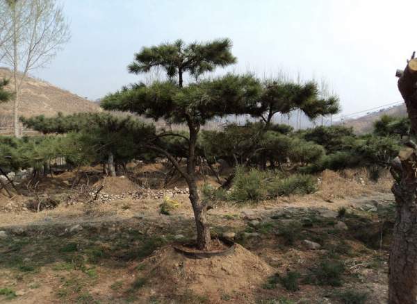 造型黑松樹哪里便宜？哪家的質(zhì)量好？