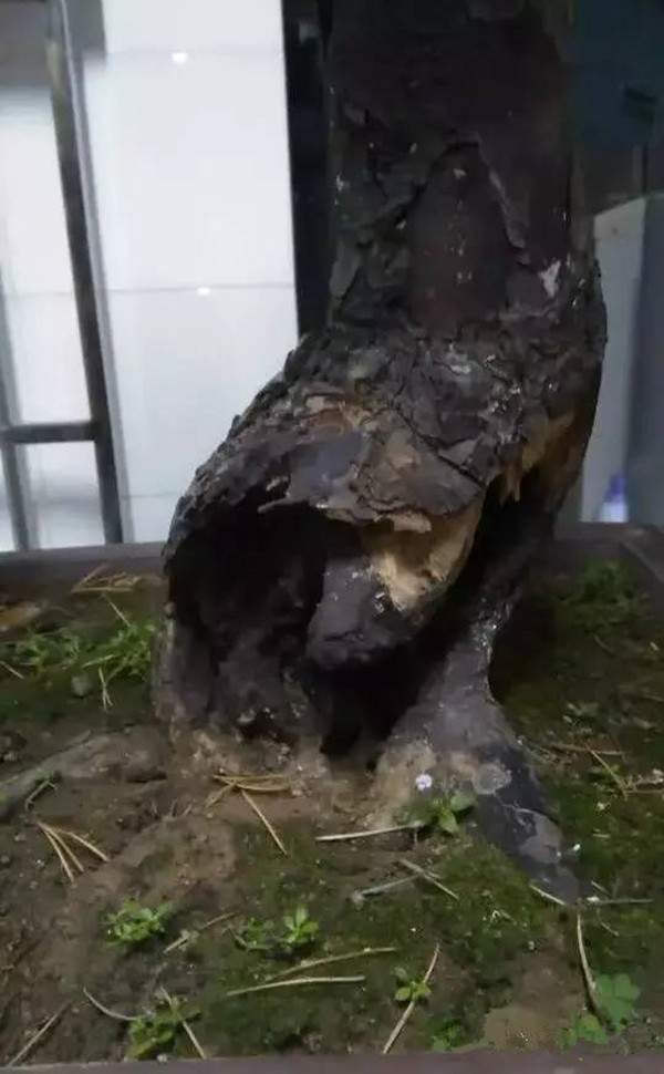 天?？惺车臉?shù)樁