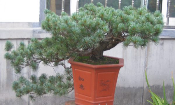 五針?biāo)稍煨?/> </p><p>
	五針?biāo)芍仓贻^矮，生長(zhǎng)緩慢，葉短枝密，姿態(tài)高雅，樹(shù)形優(yōu)美，是制作盆景的上乘樹(shù)種，制作出的五針?biāo)傻脑煨颓ё税賾B(tài)，觀賞性非常好。</p>
      </div>



      
    </article>
  </main>

</div>
<footer id=