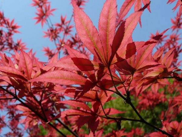 紅楓作衫，白楊為裙，美的傾國傾城！