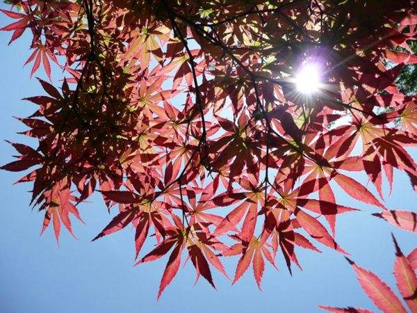 紅楓作衫，白楊為裙，美的傾國傾城！
