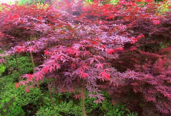 紅楓作衫，白楊為裙，美的傾國傾城！