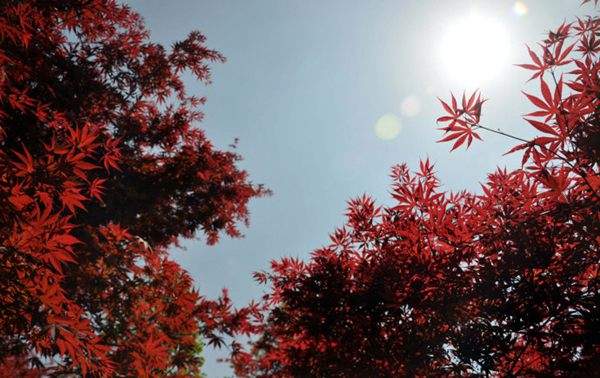 紅楓作衫，白楊為裙，美的傾國傾城！