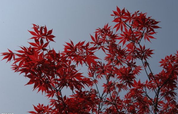 紅楓作衫，白楊為裙，美的傾國傾城！