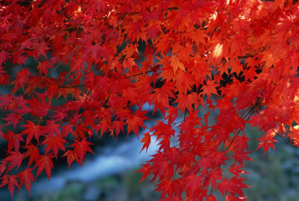 紅楓作衫，白楊為裙，美的傾國傾城！