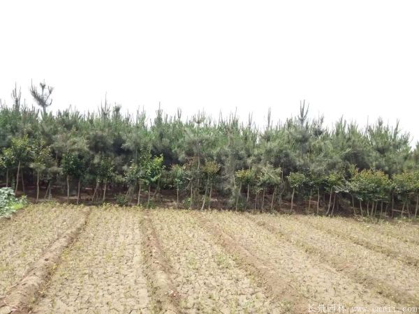 沭陽(yáng)黑松的規(guī)格 沭陽(yáng)黑松的規(guī)格