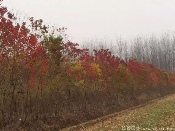 紅葉烏桕圖片紅葉烏桕基地實拍 紅葉烏桕圖片紅葉烏桕基地實拍