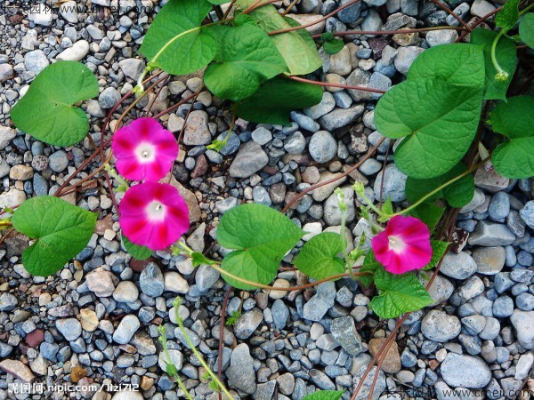 牽?；ǚN子發(fā)芽出苗開花圖片