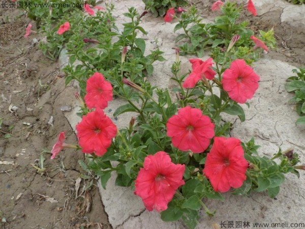 牽?；ǚN子發(fā)芽出苗開花圖片
