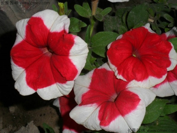 牽?；ǚN子發(fā)芽出苗開花圖片