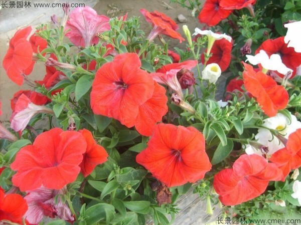 牽?；ǚN子發(fā)芽出苗開花圖片
