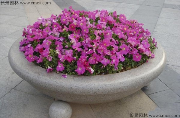 牽?；ǚN子發(fā)芽出苗開花圖片