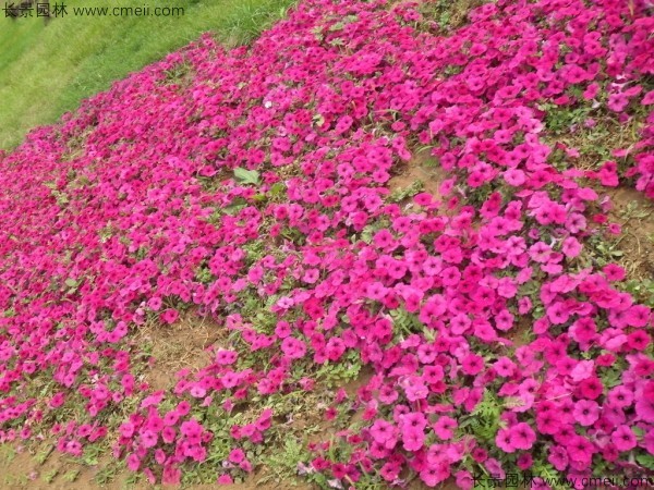 牽?；ǚN子發(fā)芽出苗開花圖片